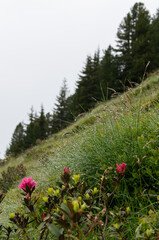 Dew-Covered Alpine Flowers and Grass in the Austrian Mountains
