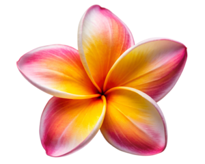 frangipani flower on white background