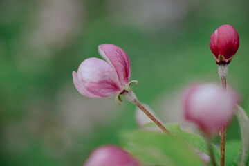Fototapeta premium Apfelblütenknospen