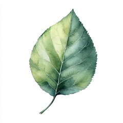 Watercolor Leave on White Background for Creative Projects