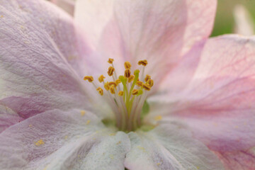 Apfelblüte rosa © Julia