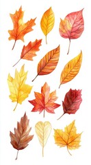 Obraz premium Autumn Leaves Clipart for Decoration and Craft Projects