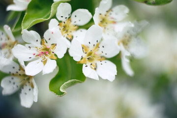 Zwedschgenblüte