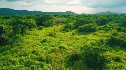 Fototapeta premium Lush Green Tropical Forest with rolling hills and cloudy sky viewed from above