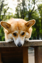 Close-up of a Welsh corgi resting on a wooden platform.