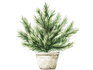 Potted Green Plant Showcasing Vibrant Pine Needles in a Simple Ceramic Pot - Vintage Illustration, Isolated on White Transparent Background, PNG