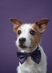 A Jack Russell Terrier poses elegantly with a blue bow tie against a purple background. The formal...