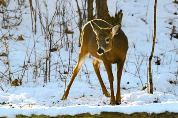Deer, mostly Does, are looking for food this winter in Windsor in Upstate NY.  Winters in NY are...