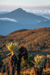 Andean peaks in Colombia. Dramatic cloudy sky with sunset. Beautiful green lush nature. Sunset over the valley