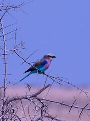 Lilac-Breasted Roller Perched on a Tree