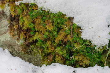 Close-up of winter, moss and snow