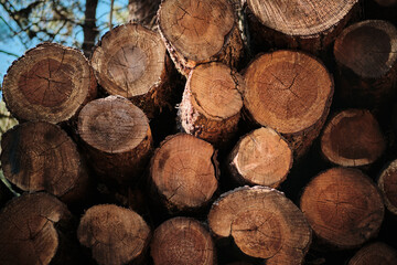 Close-up of a stack of freshly cut tree logs, showcasing their rich brown color and concentric...