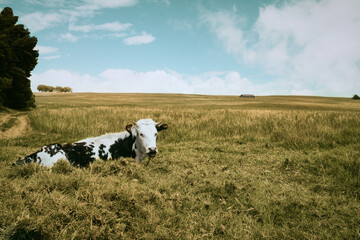 Fototapeta premium El campo