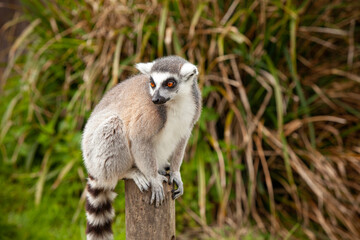 Curious Ring-Tailed Lemur perches gracefully against a vibrant backdrop of lush green and brown grass sitting on timber post, showcasing its distinct striped tail and expressive eyes