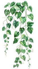 Lush Green Vine With Heart-Shaped Leaves Cascading Down, Showcasing Vibrant Foliage in a Bright Setting - Vintage Illustration, Isolated on White Transparent Background, PNG