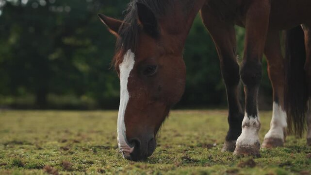 Brown horse grazing in a field