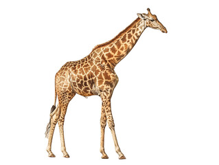 Naklejka premium Giraffe Standing Elegantly in the Savanna During Bright Daylight Showing Its Unique Coat Patterns - Vintage Illustration, Isolated on White Transparent Background, PNG