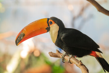 tucan photographs in their natural habitat in the middle of nature © fransuarez