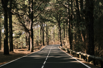 Sun-dappled road winding through a lush pine forest.  Perfect for travel, nature, and serenity...