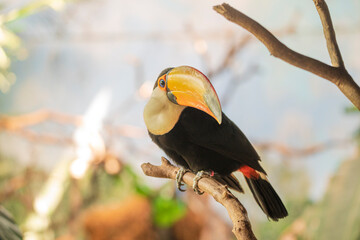tucan photographs in their natural habitat in the middle of nature