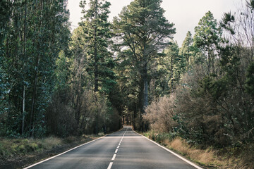 Scenic road winding through a lush green forest. Tall trees line the path, creating a tranquil and...