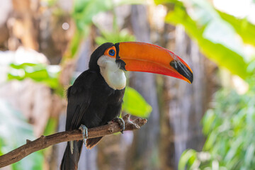 tucan photographs in their natural habitat in the middle of nature