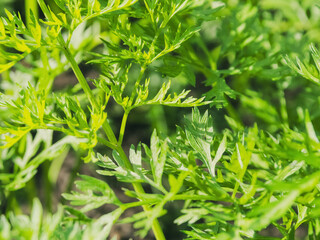 Bright green leaves against a background of fresh carrots create a harmonious composition that fills the atmosphere with freshness and nature.