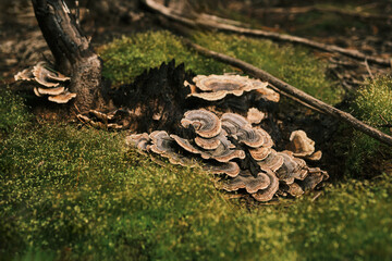Close-up shot of vibrant mushrooms thriving on a mossy log.  Rich textures and earthy tones create a captivating natural scene.