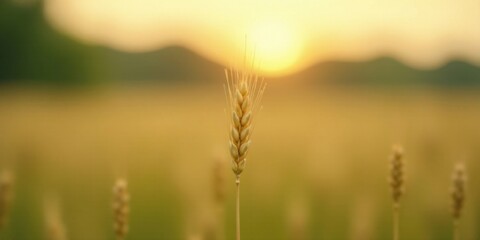 Fototapeta premium Golden Hour Wheat Stalk in a Serene Field at Sunset