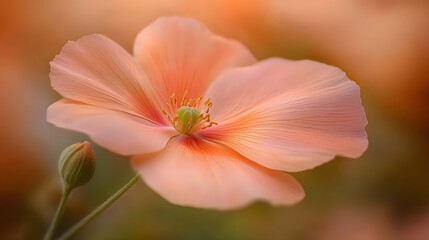 Naklejka premium Peach Blossom Flower Closeup Macro Photography