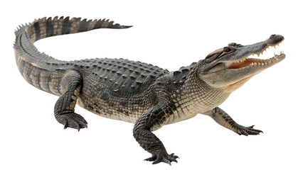 Naklejka premium Aggressive American Alligator with Open Mouth isolated on white background as transparent. PNG.AI GENERATED