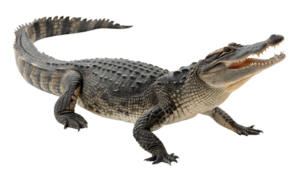 Aggressive American Alligator with Open Mouth isolated on white background as transparent. PNG.AI GENERATED