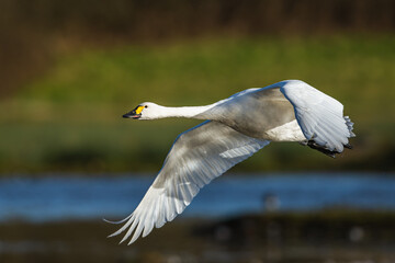 Tundra Swan, Bewick's Swan, Cygnus columbianus in flight at winter in Slimbridge, England
