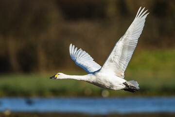Tundra Swan, Bewick's Swan, Cygnus columbianus in flight at winter in Slimbridge, England