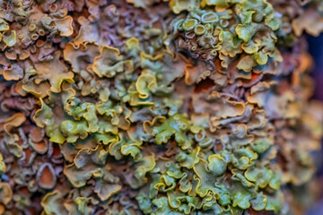 A close up of a green and brown plant with many small leaves