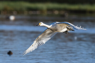 Tundra Swan, Bewick's Swan, Cygnus columbianus in flight at winter in Slimbridge, England