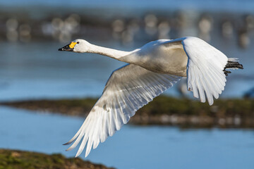 Tundra Swan, Bewick's Swan, Cygnus columbianus in flight at winter in Slimbridge, England