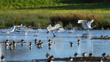 Tundra Swan, Bewick's Swan, Cygnus columbianus in flight at winter in Slimbridge, England