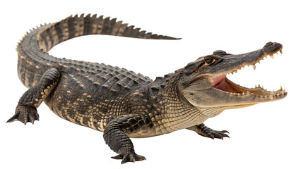 Naklejka premium Aggressive American Alligator with Open Mouth isolated on white background as transparent. PNG.AI GENERATED