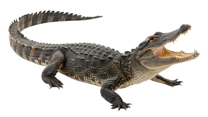 Obraz premium Aggressive American Alligator with Open Mouth isolated on white background as transparent. PNG.AI GENERATED