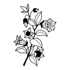 Belladonna flowers. Vector stock illustration eps10. Outline, hand drawn. Adobe Illustrator Artwork