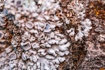 A close up of a tree with a fuzzy white substance on it