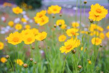 Coreopsis lanceolata, Lanceleaf Tickseed or Maiden eye on meadow, field blooming in summer. Nature, plant, floral background. Garden, lawn of yellow flowers lance leaved Coreopsis in bloom