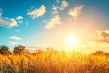 Fototapeta premium Golden wheat field under a vibrant sunset sky with fluffy clouds, evoking tranquility and harvest