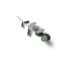 Isolated Eucalyptus Twig, gracefully arching with vibrant green leaves. Each twig, isolated against a transparent backdrop, australian plant