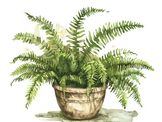 Lush Green Fern in a Decorative Pot Showcasing Vibrant Foliage and Natural Beauty - Vintage Illustration, Isolated on White Transparent Background, PNG