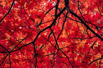 Low angle view of a japanese maple tree canopy with vibrant red leaves
