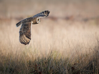 short-eared owl