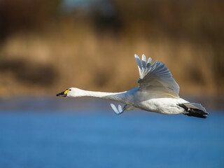 Tundra Swan, Bewick's Swan, Cygnus columbianus in flight at winter in Slimbridge, England