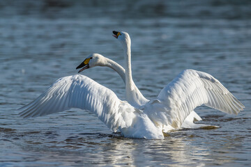 Fototapeta premium Tundra Swan, Bewick's Swan, Cygnus columbianus at winter in Slimbridge, England